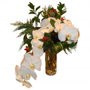 Holiday Cymbidium