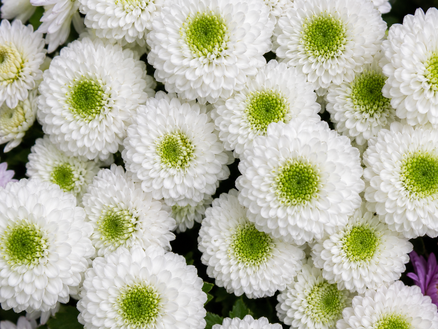 Button White