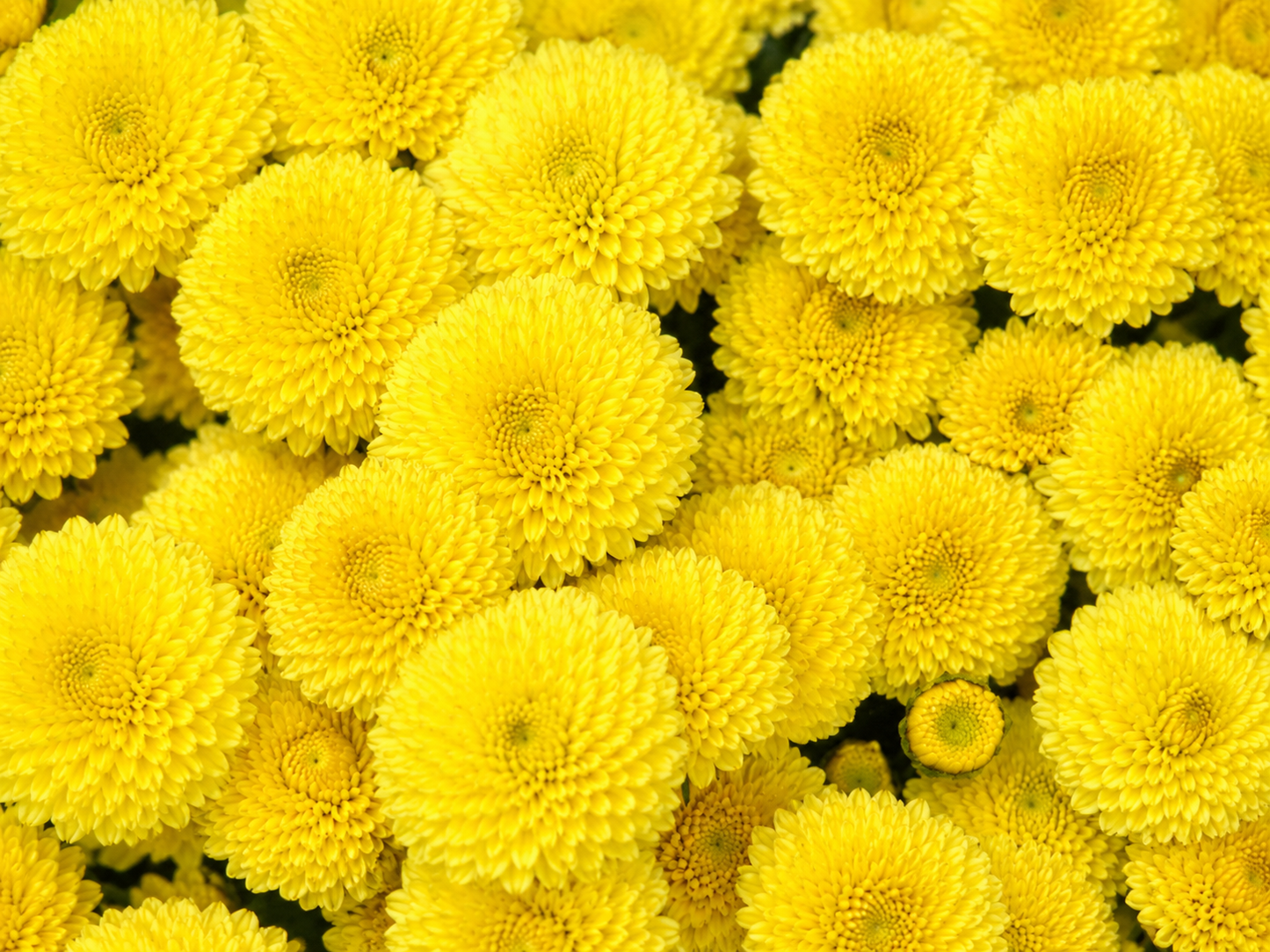 Button Yellow