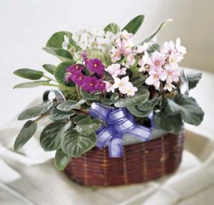 African Violets