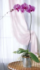 Lavender Phalaenopsis Orchid