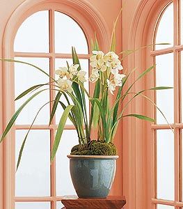 Cymbidium Orchid Plant