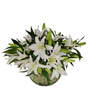 Pure White Lilies