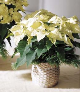 White Poinsettia 6 inch pot