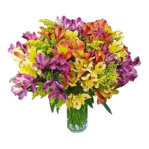 Alstroemeria Galore