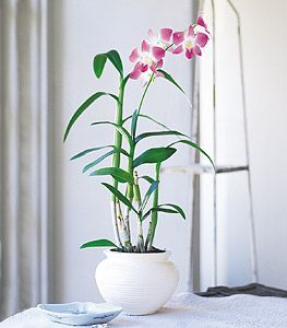 Dendrobium Orchid