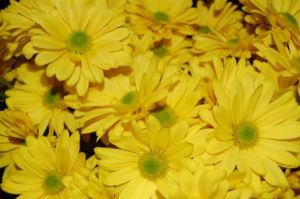 Daisies Yellow by the bunch
