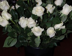 Rose White