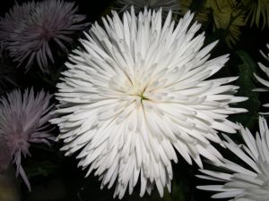 Spider White 10 stem bunch