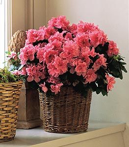 Pink Azalea