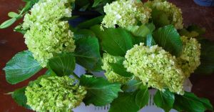 Hydrangea Green