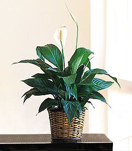 Spathiphyllum Six inch