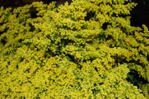 Solidago Bunch