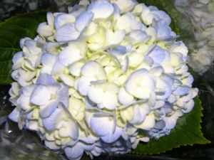 Hydrangea Blue