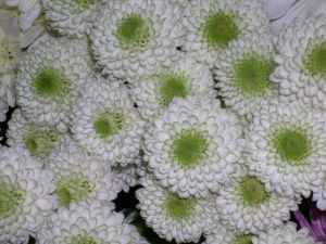Button White