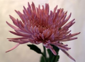 Spider Lavander 10 stem bunch