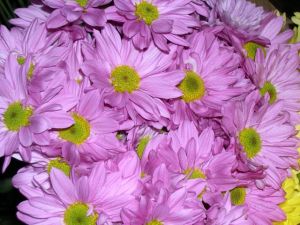Daisies Lavander by the bunch