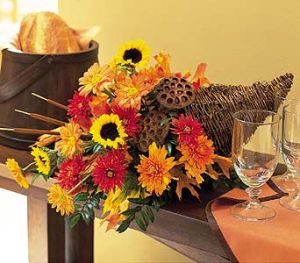 Chrysanthemum Cornucopia