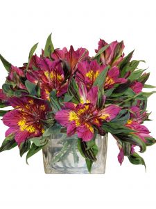 Astranova in a cubed vase