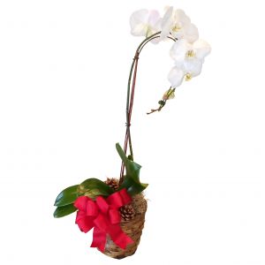 White Christmas Phalaenopsis Orchid