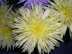 Spider Yellow 10 stem bunch