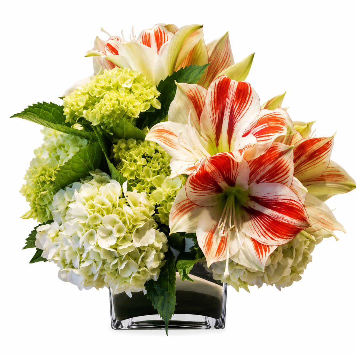 Amaryllis and Hydrangea