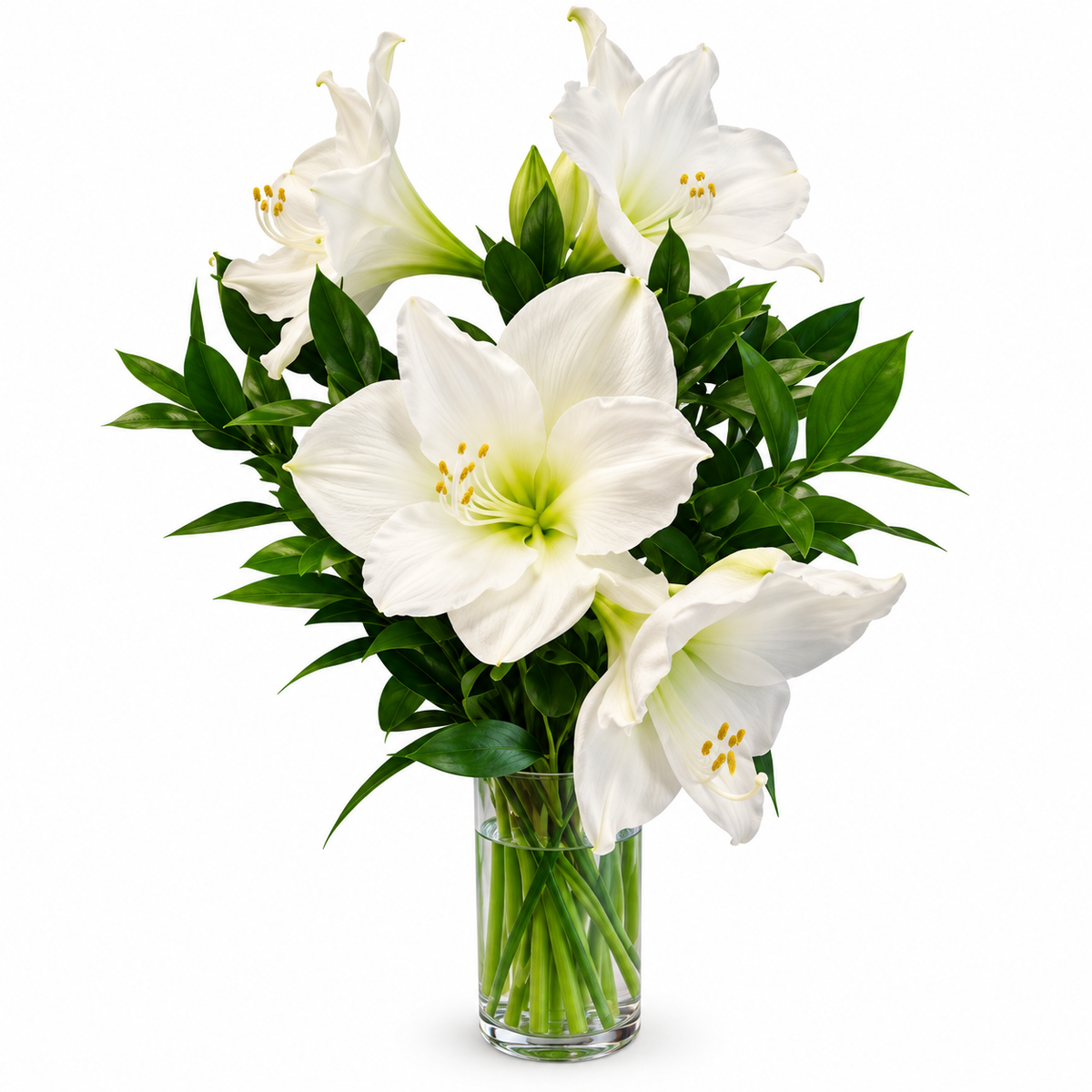Amaryllis in cylinder