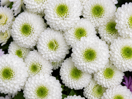 Button White