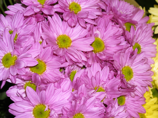 Daisies Lavander by the bunch