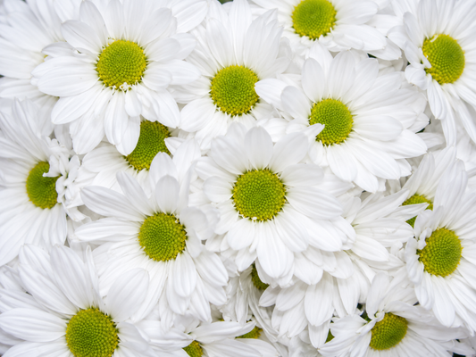 Daisies White by the bunch