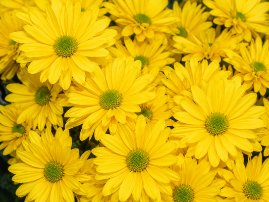 Daisies Yellow by the bunch