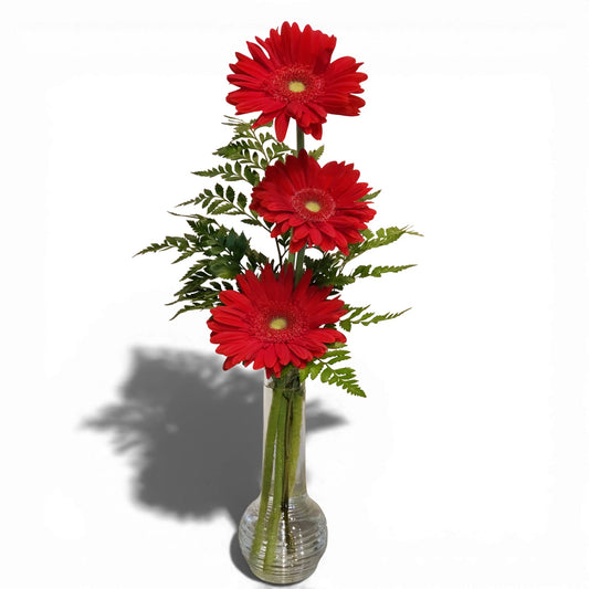 Gerbera Love