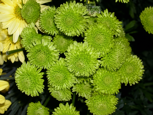 Button Green