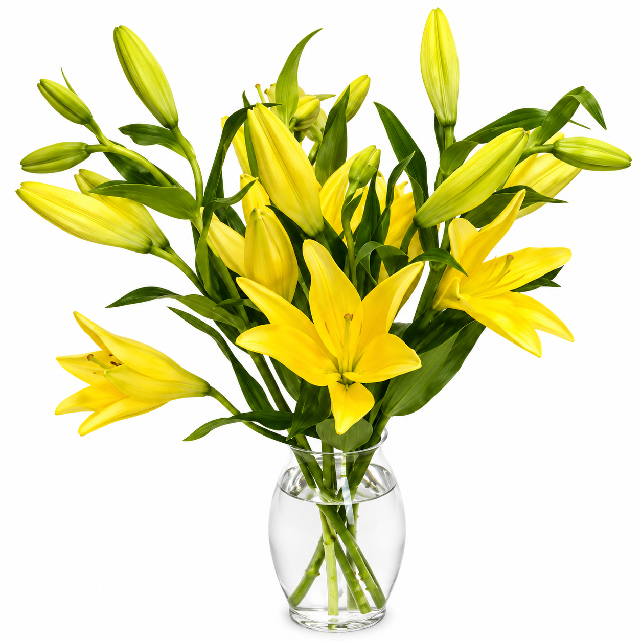 LA Lilies