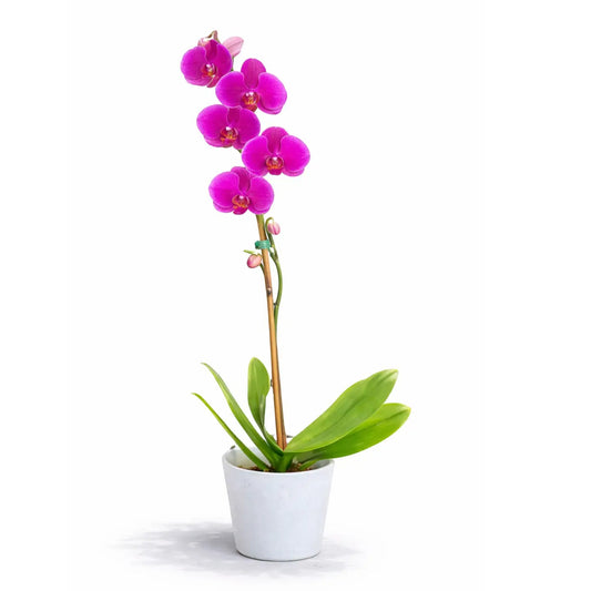 Phalaenopsis Orchid