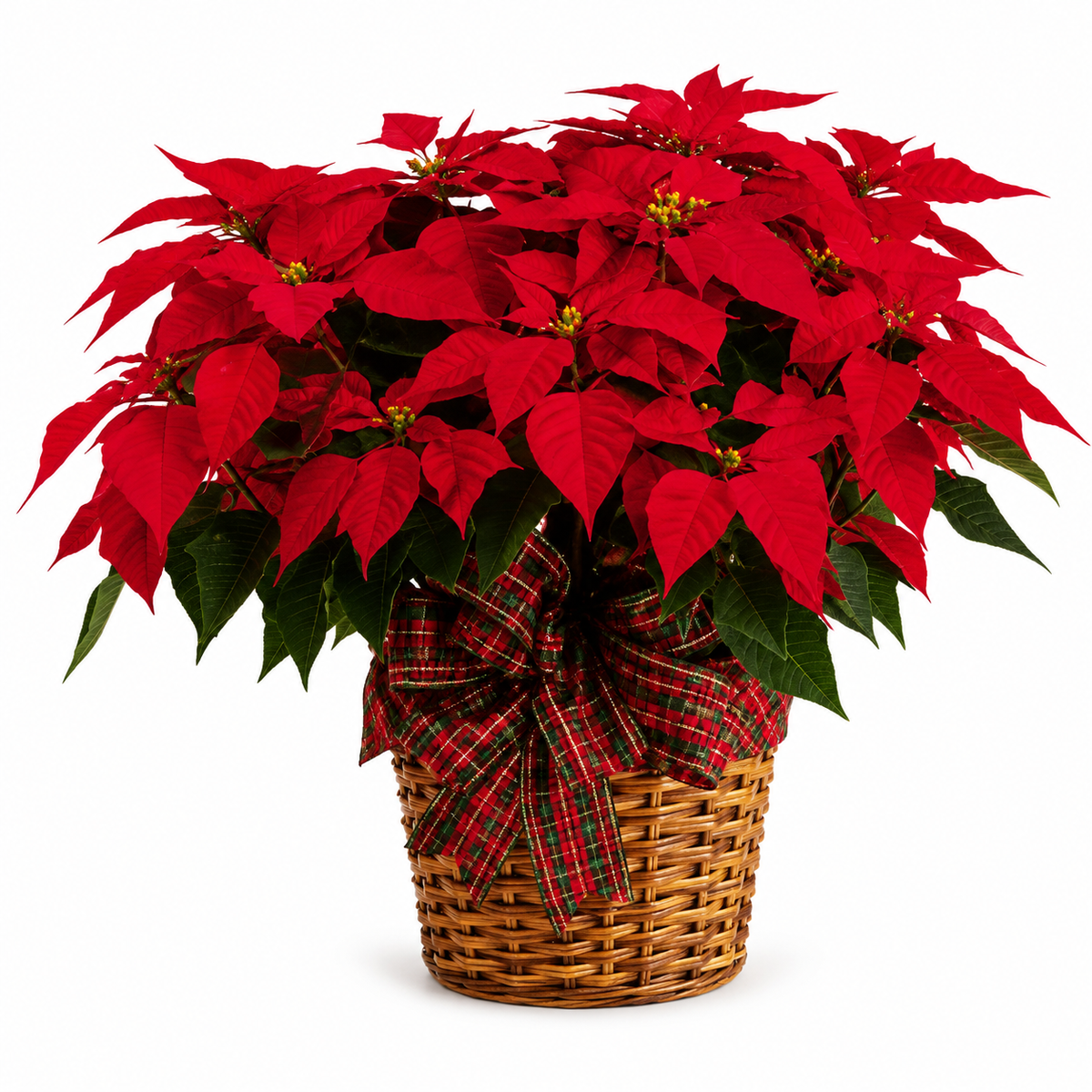 Red Poinsettia 10 inch pot