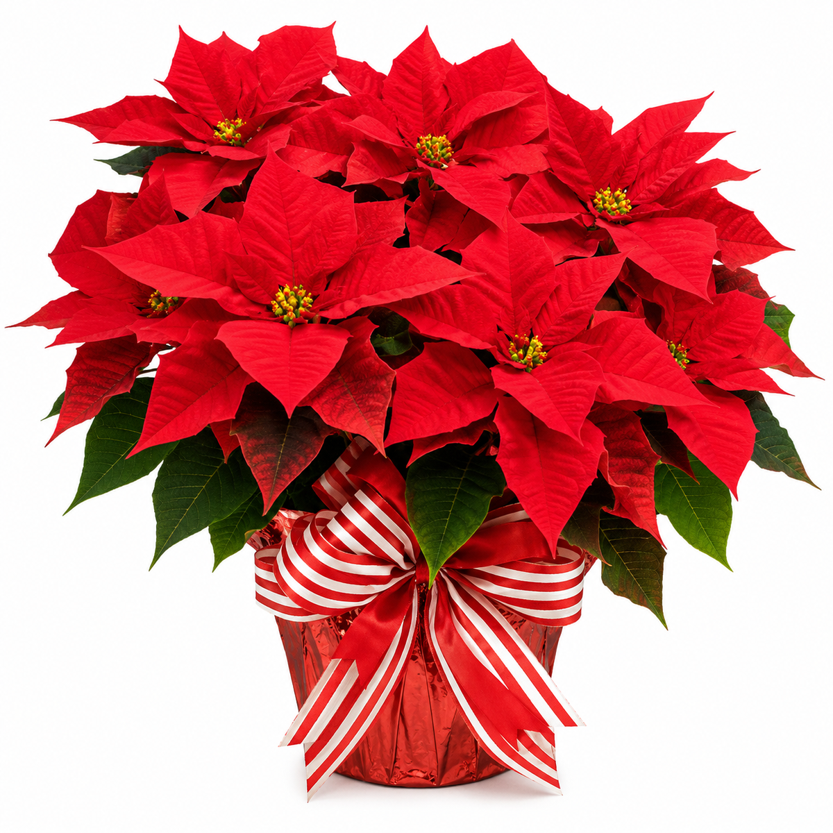 Red Poinsettia 6 inch pot