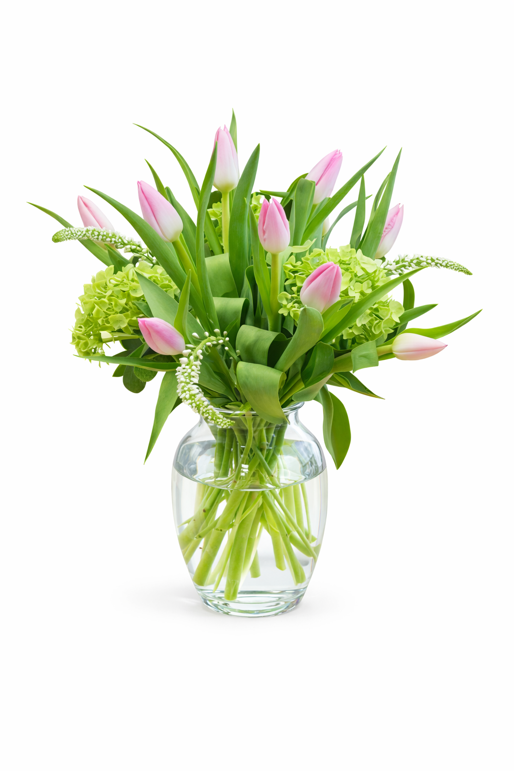 Tulip Splendor