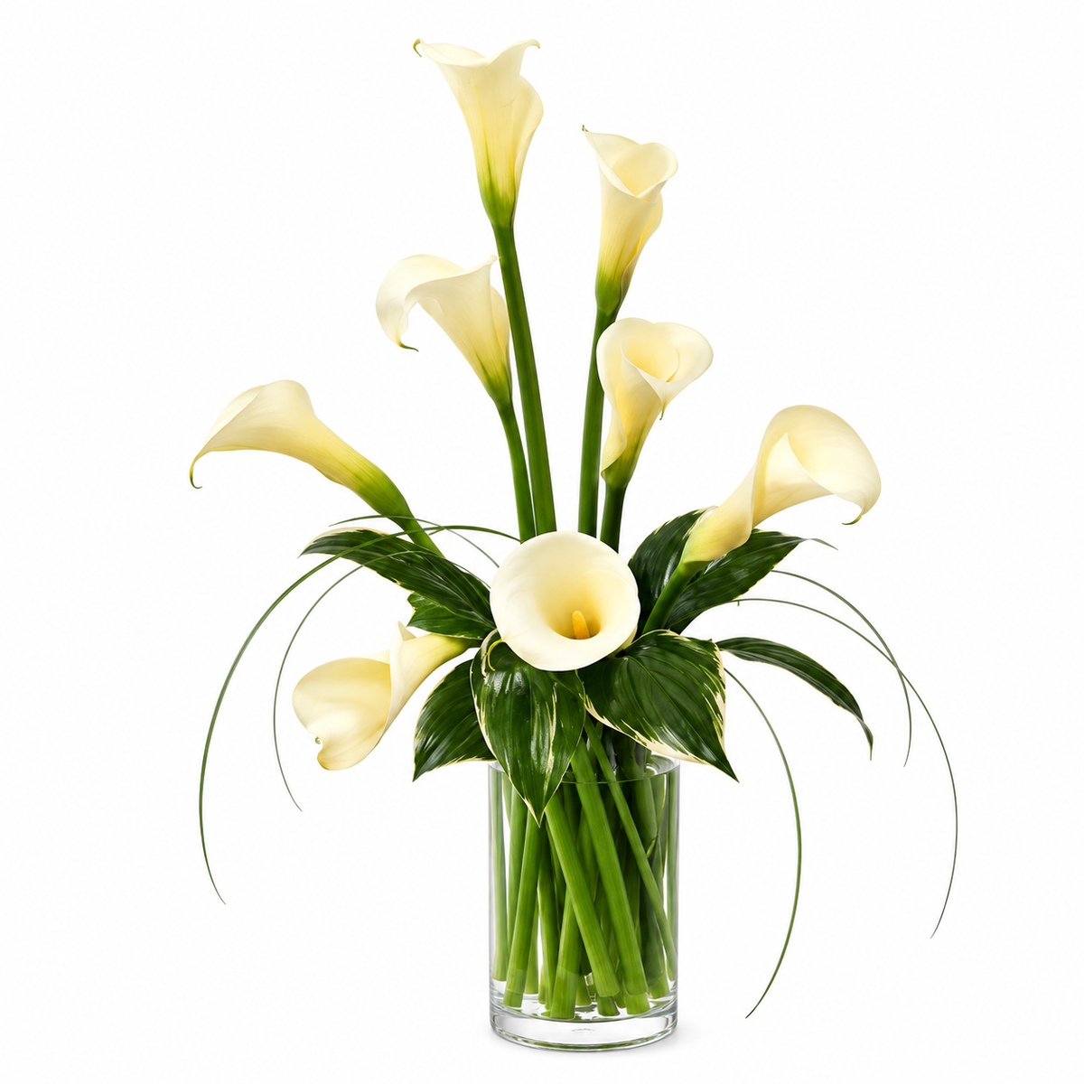 White Callas