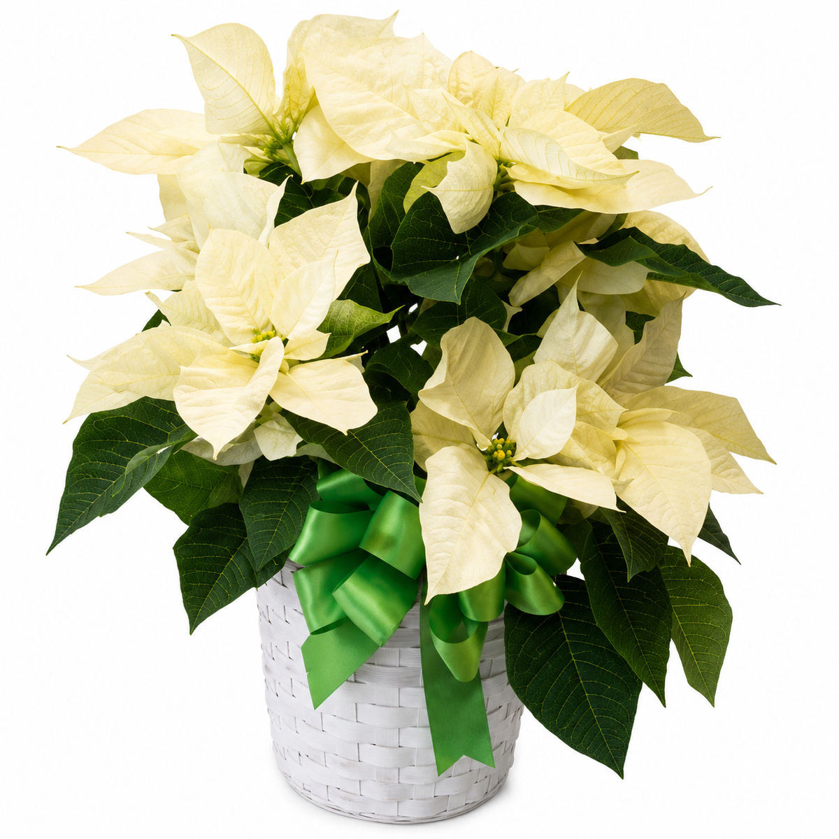 White Poinsettia 10 inch pot