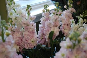 Stock Pink