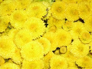 Button Yellow