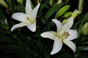Lily White LA Hybrid