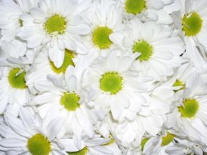 Daisies White by the bunch