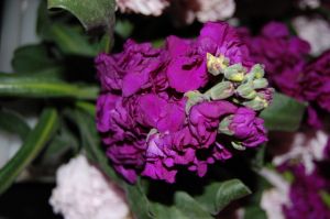 Stock Purple