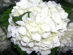 Hydrangea White