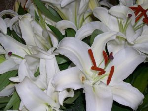 White Oriental Lily 10 Stem Bunch