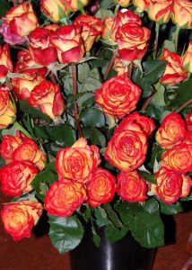 Rose Orange Yellow Bi Color