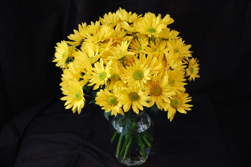 Yellow Daisies The Flower Shop
