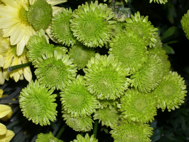 Green Button Mum :: The Flower Shop